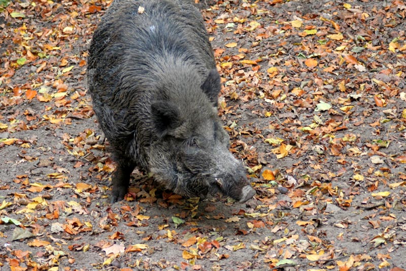 Killikus&reg; Fotographie